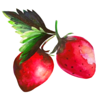 strawberry watercolor illustration png