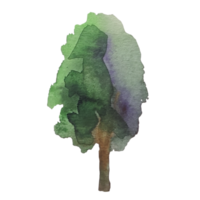 albero con foglie verdi acquerello illustrazione png