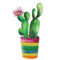 bloeiende cactus in een pot png