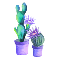 cactus en flor en una maceta png