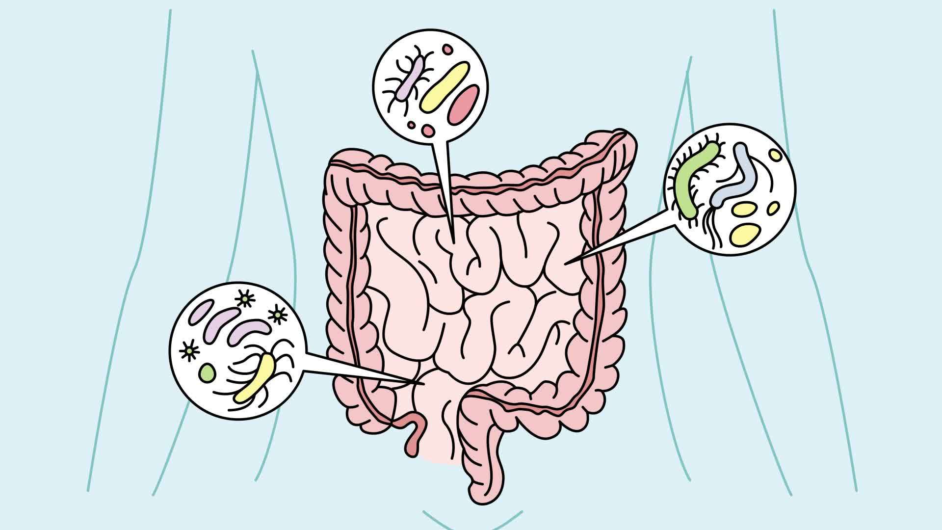 Infographics of various bacteria in human stomach. Person intestines