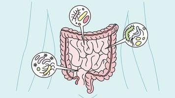 Infographics of various bacteria in human stomach. Person intestines with bacterium inside. Digestion tract and bowel. Motion illustration. video
