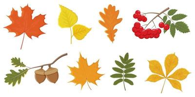 Set of bright autumn leaves and berries on a white background. Vector illustration of tree leaves, rowan, acorns.