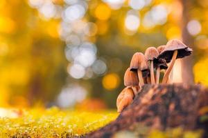 Abstract nature closeup. Small mushrooms, sunset autumn forest background macro nature. Blurred warm foliage. Orange yellow tones. Abstract outdoor park plants photo