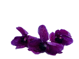 magnifiques ochidés violets png