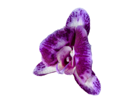 Beautifull Purple Ochids png