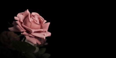 hermosas rosas, flores falsas o flores textiles sobre un fondo negro oscuro. con espacio de copia foto