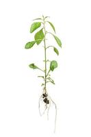 green plants or grasses with roots isolated on a white background photo