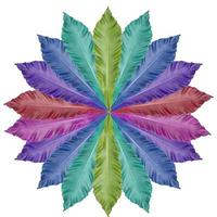 Decorative leaves, a variety of beautiful colors isolated on a white background photo