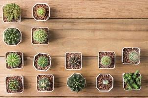 green cactus on the wooden background top view with copy space photo