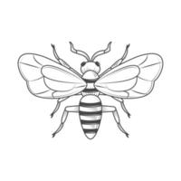 wasp insect animal vector