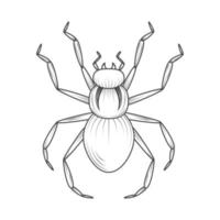 spider insect animal vector