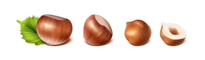 3d realistic vector icon. Hazelnuts in the shell. Isolated on white background.