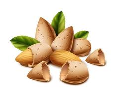 3d realistic vector icon.  Isolated on white background. Almond nut shell and nut with leaves.