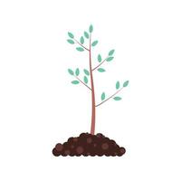 A freshly planted tree. The concept of forest conservation vector