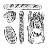 Vector hand drawn illustration set of different breads wheat germ, long loaf, pan loaf sliced, baguette and boule. Black and white, isolated on white.