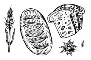 Vector hand drawn illustration set of different breads wheat germ, long loaf, pan loaf sliced, baguette and boule. Black and white, isolated on white.