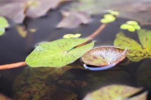 lotus leaves close up in the pond photo