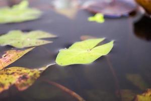 lotus leaves close up in the pond photo