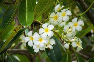 White Frangipani flower Plumeria alba with green leaves photo