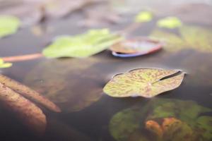 lotus leaves close up in the pond photo