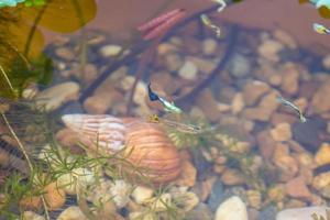 guppy fish in the lotus pond photo