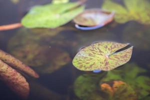 lotus leaves close up in the pond photo