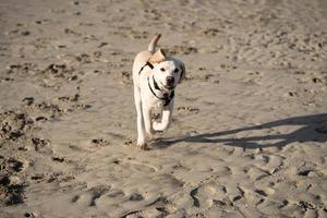 short coated britisch Labrador retriever 4 month old photo