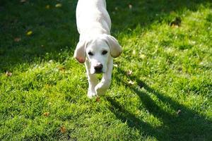 Labrador retriever británico de pelo corto de 4 meses foto