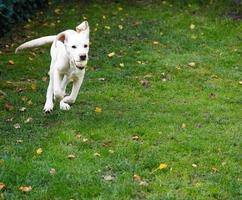 short coated britisch Labrador retriever 4 month old photo