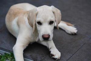 Labrador retriever británico de pelo corto de 4 meses foto