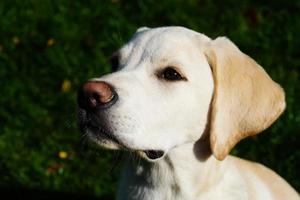 Labrador retriever británico de pelo corto de 4 meses foto