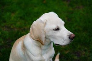 Labrador retriever británico de pelo corto de 4 meses foto