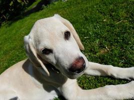 Labrador retriever británico de pelo corto de 4 meses foto