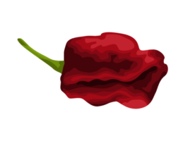 illustration du piment rouge foncé restant png