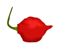 ilustración de un chile rojo png