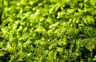 Freshness green moss growing on floor with water drops in the sunlight photo