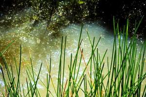 Reeds beside the canal photo