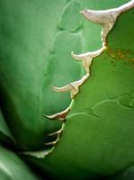 Primer plano de plantas suculentas, hojas frescas detalle de agave titanota gentry foto