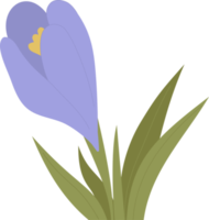 fleur de crocus. printemps premier safran violet png