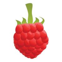 Fresh raspberry icon, cartoon style vector