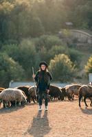 Female shepherd and flock of sheep at a lawn photo