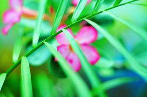 pink frangipani flower plant behind the blurred plant photo