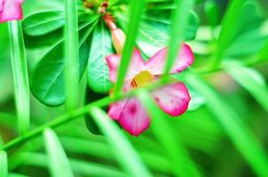 pink frangipani flower plant behind the blurred plant photo