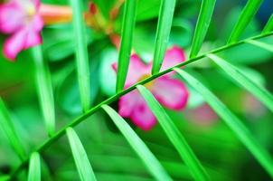 pink frangipani flower plant behind the blurred plant photo