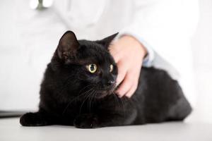 veterinario examinando un gato doméstico foto