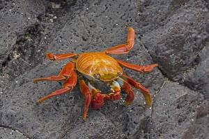 Sally Lightfoot Crab on a coastal Rock photo