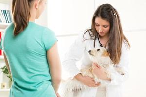 At the veterinary photo