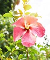 Pink hibiscus blooming in the garden on nature green background tropical flower plant photo