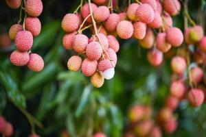 Fresh ripe lychee fruit hang on the lychee tree in the garden photo